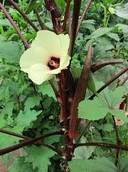 Abelmoschus