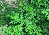 Altamisa