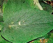 Desvanecedora