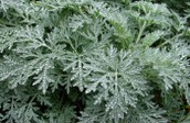 Artemisia Absinthum