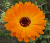 Calendula
